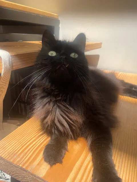 chat lost    Saint-Étienne Clochette