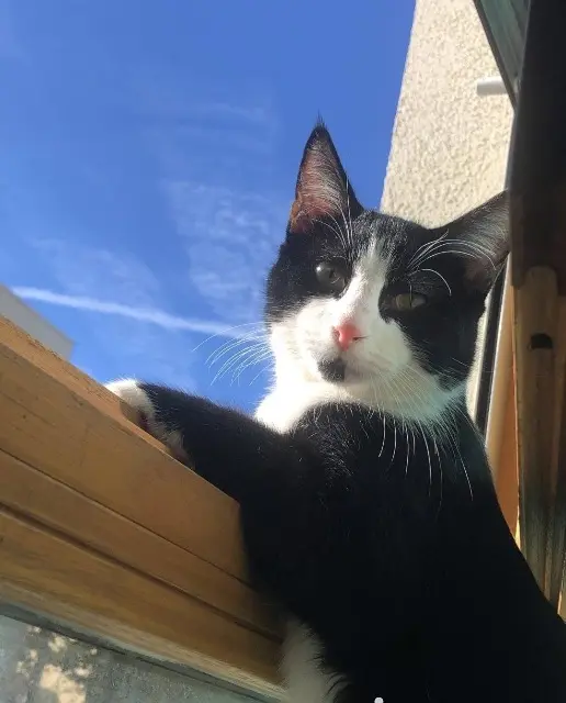 chat lost    Saint-Étienne Crassouille