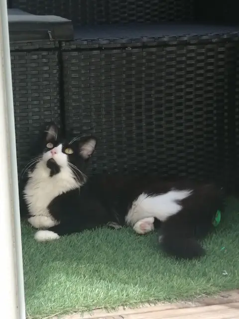 chat lost    Saint-Étienne Damocles