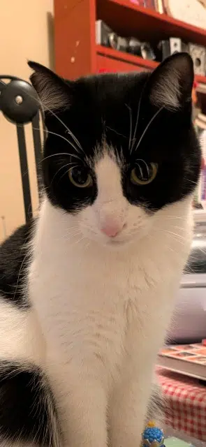 chat lost    Saint-Étienne Dany