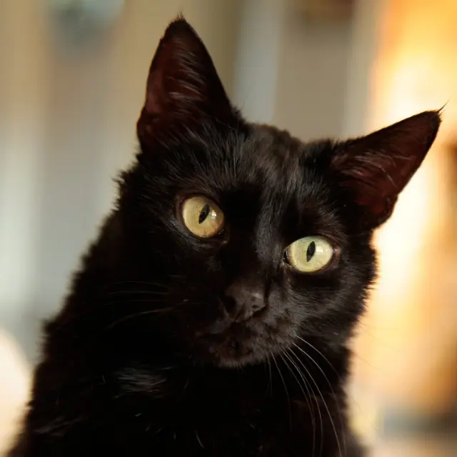 chat lost    Saint-Étienne Orion