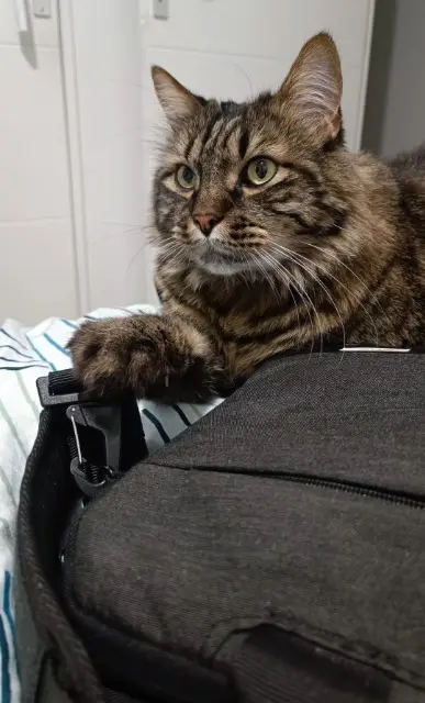 chat lost    Saint-Étienne Sooki