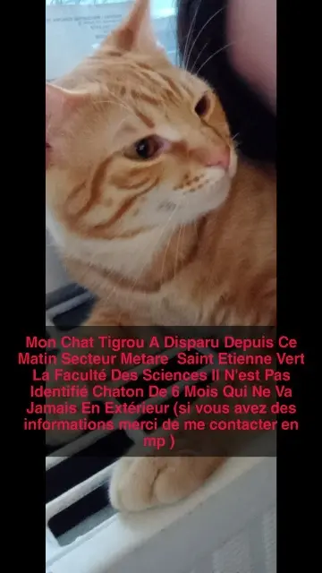 chat lost    Saint-Étienne Tigrou