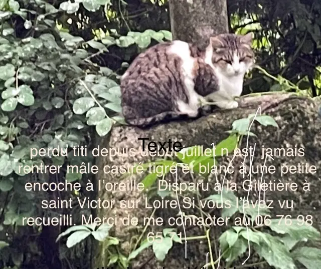 chat lost    Saint-Étienne Titi