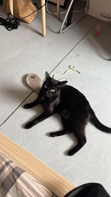 chat lost    Saint-Étienne Tito