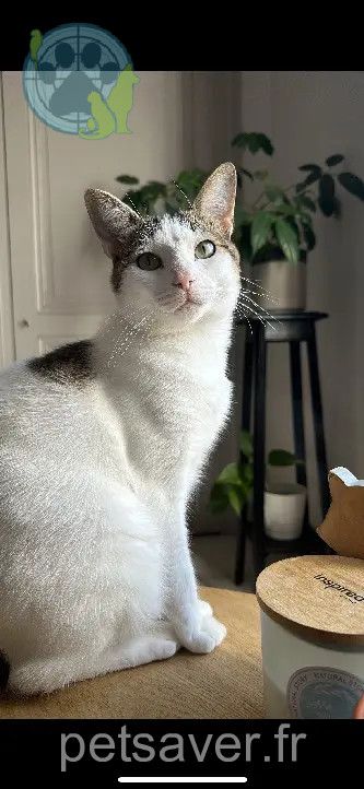 kater vermist 9 Rue des Armuriers 42100 Saint-Étienne Bisou kater lost 9 Rue des Armuriers 42100 Saint-Étienne Bisou