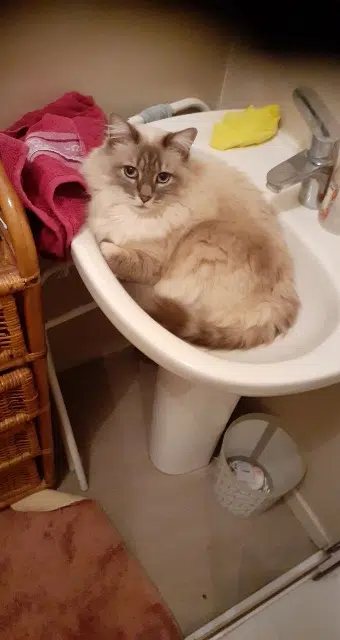 chat lost    Saint-Étienne Hobinou