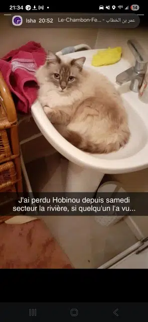 chat lost    Saint-Étienne Hobinou