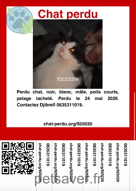 chat lost    Saint-Étienne Oreo