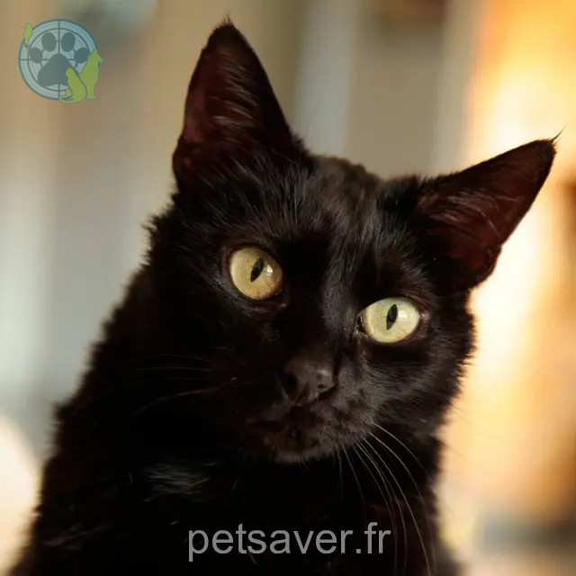 kater vermist Saint-Étienne Orion kater lost Saint-Étienne Orion