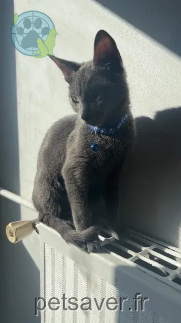 gatto lost    Saint-Étienne Spake