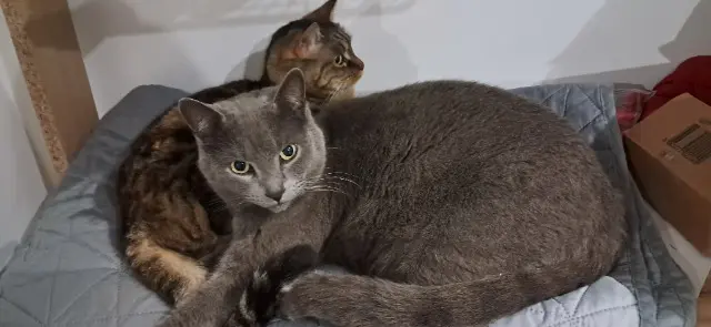 chat lost    Saint-Étienne Tigrou