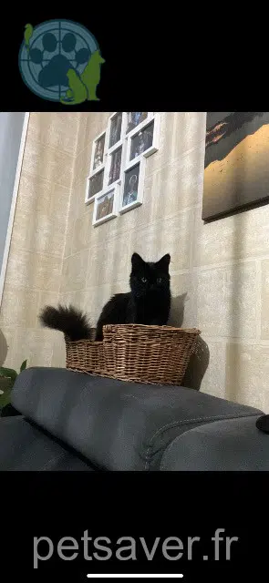 Kater lost   42320 La Grand-Croix Salem