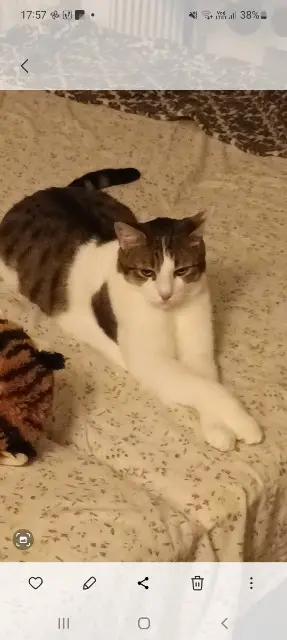 chat lost   42560 Boisset-Saint-Priest Sam