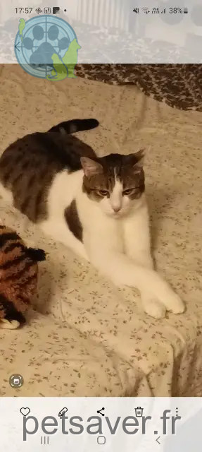 kater vermist 42560 Boisset-Saint-Priest Sam kater lost 42560 Boisset-Saint-Priest Sam