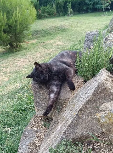 chat lost   42410 Saint-Michel-sur-Rhône Scratch