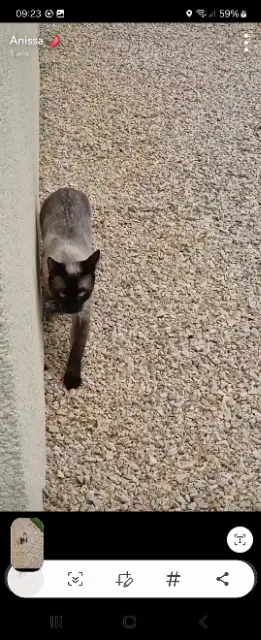 chat lost   42370 Saint-André-d'Apchon Shakur