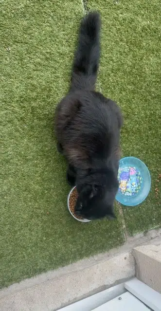 chat lost   42240 Unieux Simba