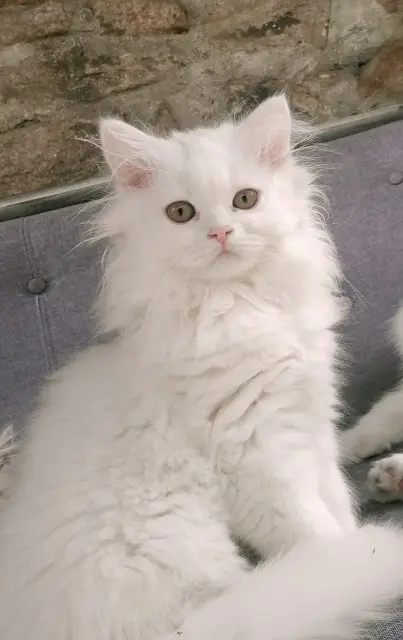 chat lost   42400 Saint-Chamond Simba