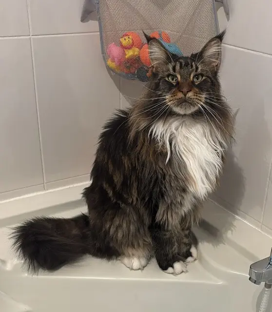 chat lost   42160 Andrézieux-Bouthéon Skar