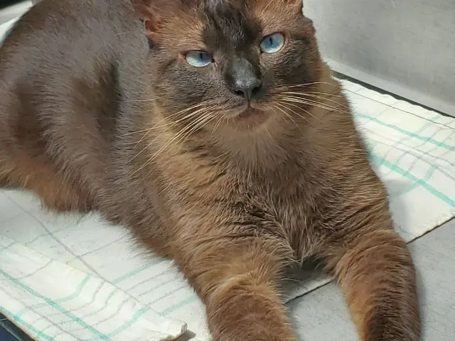 chat lost   42110 Feurs Snow
