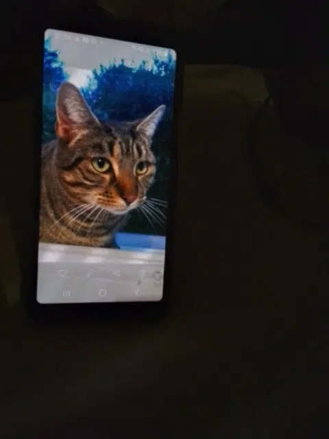 chat lost   42300 Roanne Sunny