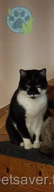 chat lost   42170 Saint-Just-Saint-Rambert Tabaz