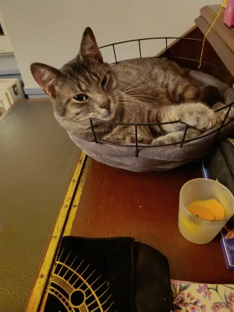 chat lost   42140 Chazelles-sur-Lyon Tigrou