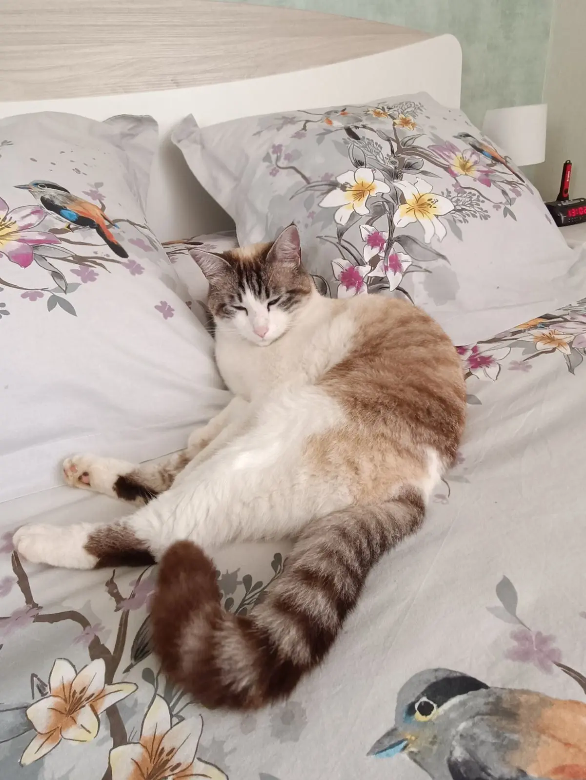 Chat Perdu 42 Loire Chat Perdu 42 Loire