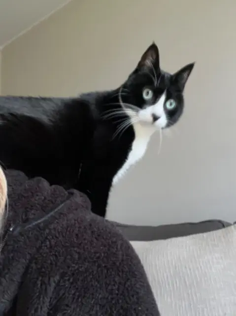 chat lost   42520 Maclas Timour