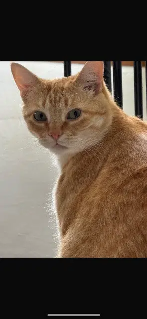 chat lost   42110 Poncins Titminou