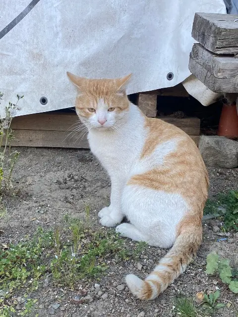 chat lost   42270 Saint-Priest-en-Jarez Tofi