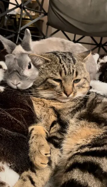 chat lost   42600 Montbrison Tundra