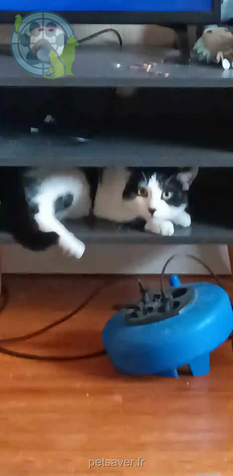 Chat Perdu 42 Loire - Ubule Chat Perdu 42 Loire - Ubule
