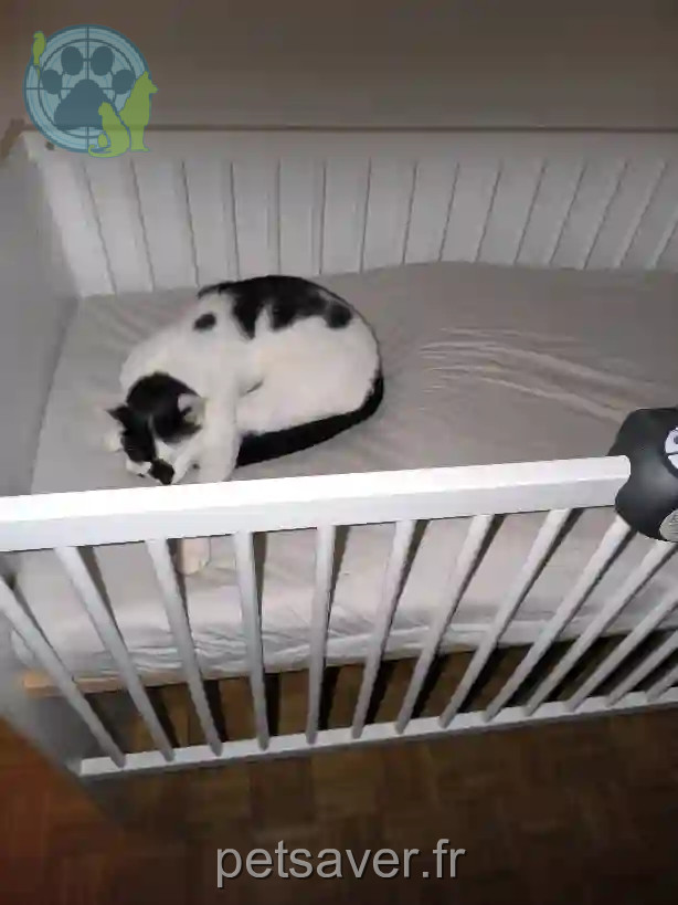 Chat Perdu 42 Loire - Ulk Chat Perdu 42 Loire - Ulk