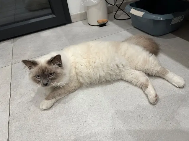 chat lost   42320 Farnay Ustone