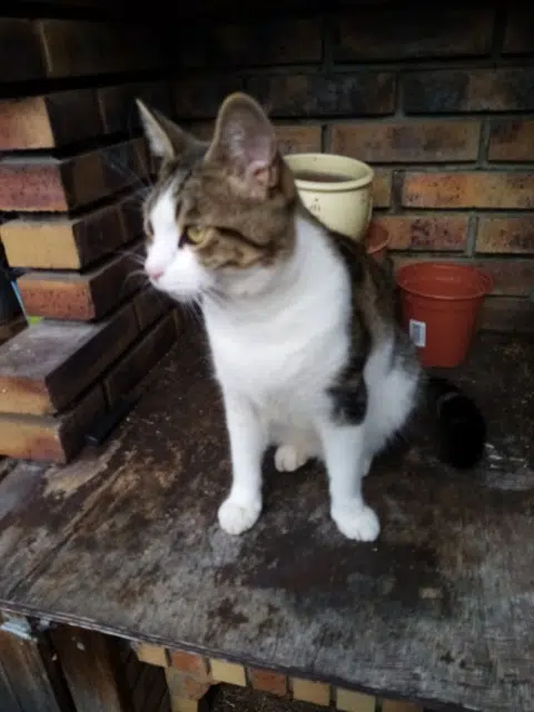 chat lost   42400 Saint-Chamond Vick