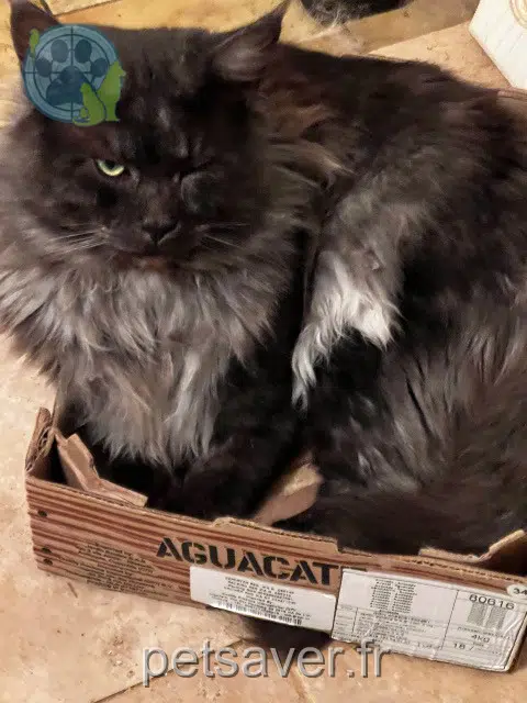 cat lost   42260 Grézolles Vince
