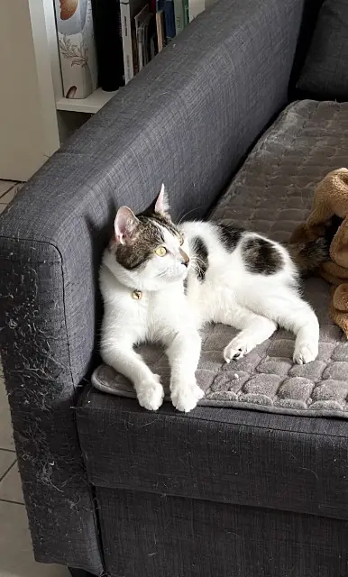 chat lost   42320 Valfleury Yel