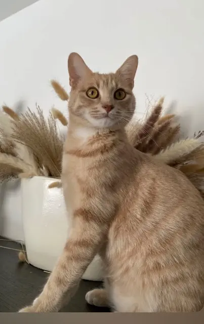 chat lost   42450 Sury-le-Comtal Yoko