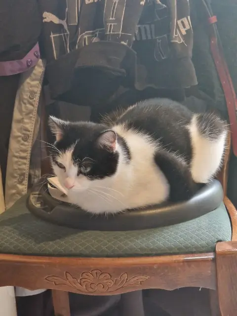 chat lost   42110 Sainte-Foy-Saint-Sulpice Zazu