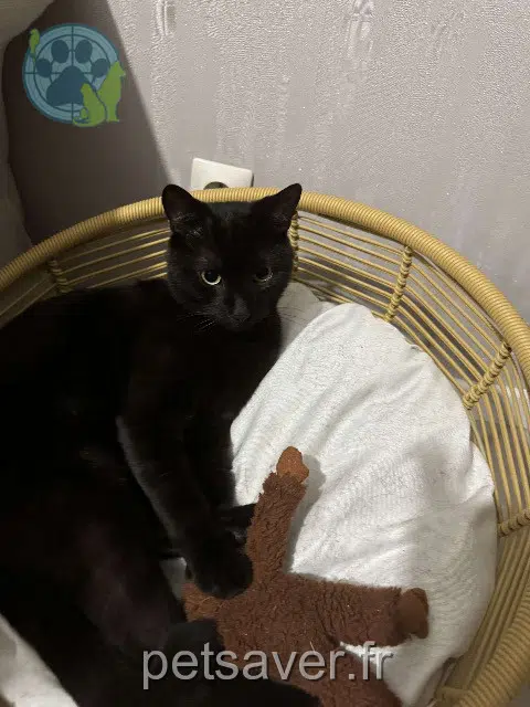 chat lost   42400 Saint-Chamond Zehtoune