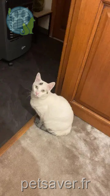 gato perdido 42330 Chambœuf Zoulou gato lost 42330 Chambœuf Zoulou