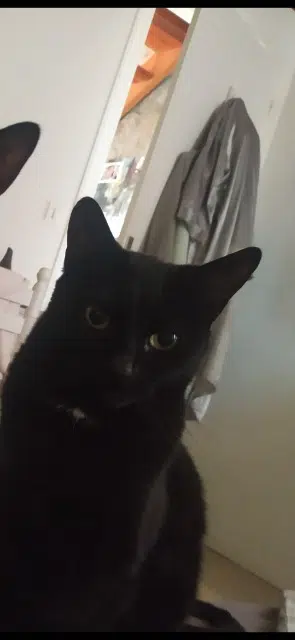 chat lost   43140 Saint-Didier-en-Velay Anour