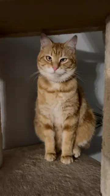 chat lost   43800 Lavoûte-sur-Loire Boo