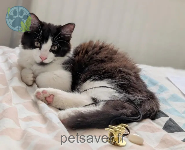 kater vermist 43700 Blavozy Bounty kater lost 43700 Blavozy Bounty