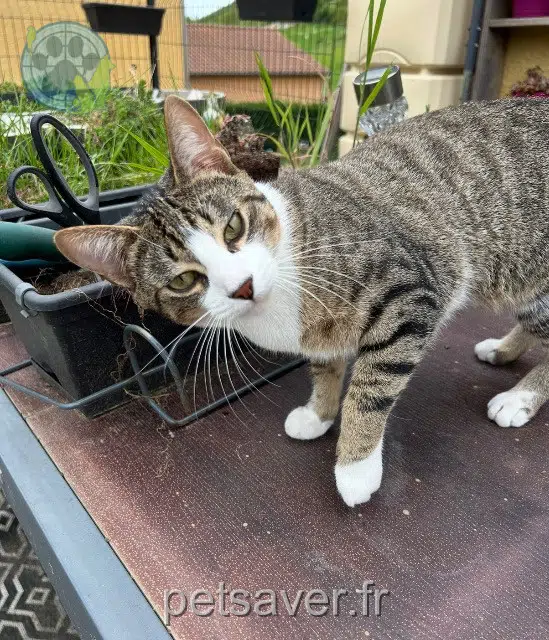 gatto perso 43700 Saint-Germain-Laprade Charlie gatto lost 43700 Saint-Germain-Laprade Charlie