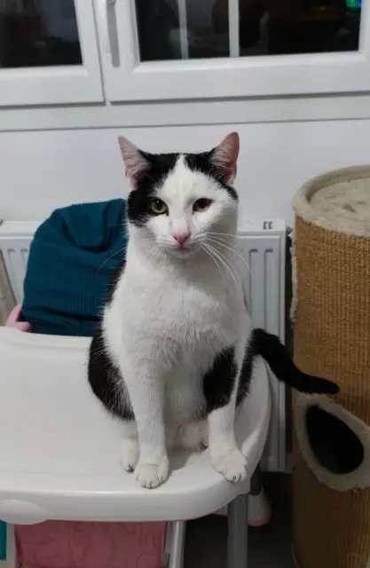 chat lost   43200 Yssingeaux Félix