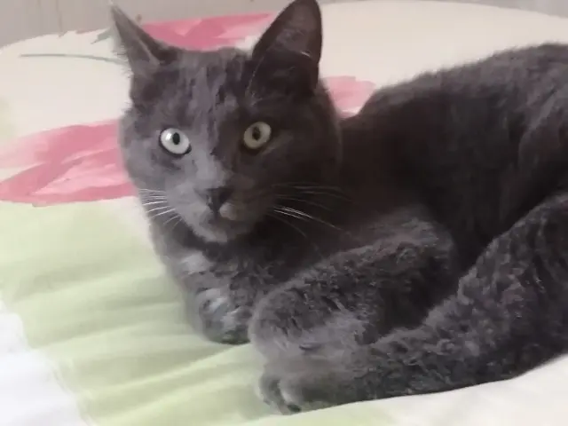 chat lost   43100 Brioude Grisou