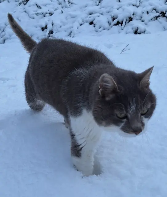 chat lost   43330 Pont-Salomon Jango